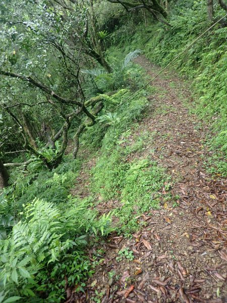 2022-04-01　天氣陣雨，翡翠坑山探索1660635