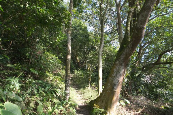 關西赤科山 東獅頭山連走218801