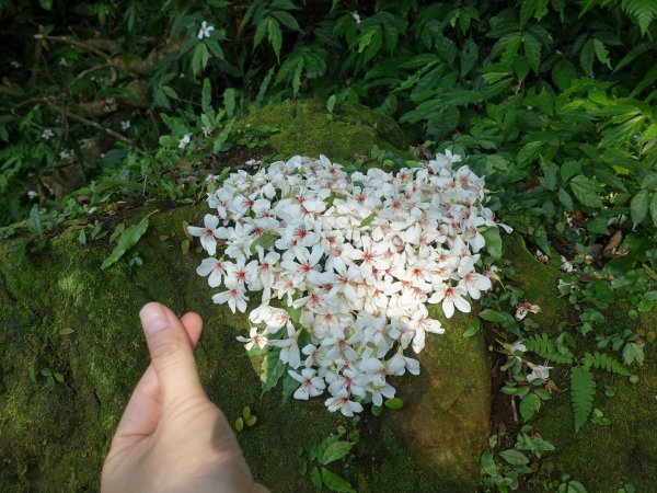 桐花公園、天上山~桐花開了！943082