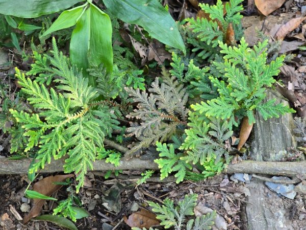 卓社大山〔武界栗栖溪登山口起登〕2748377