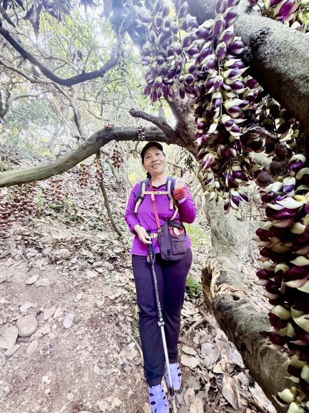 草尾嶺步道血藤花大爆開    2025.3.272748143