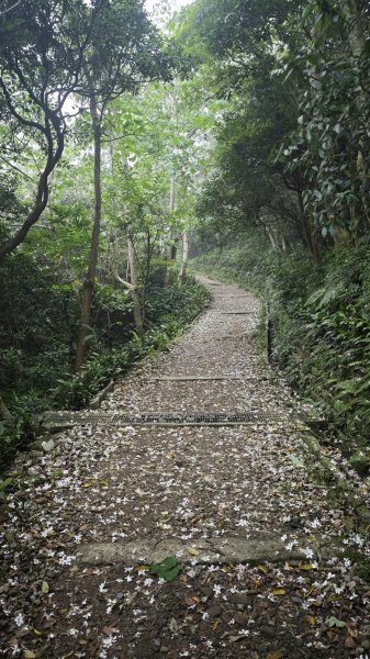 2025-0505 觀音山土路追桐花+牛港稜步道2781378