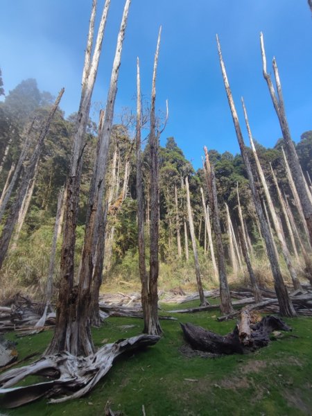 金柑樹山/忘憂森林-小百岳#54-南投縣竹山鎮/信義鄉2414501