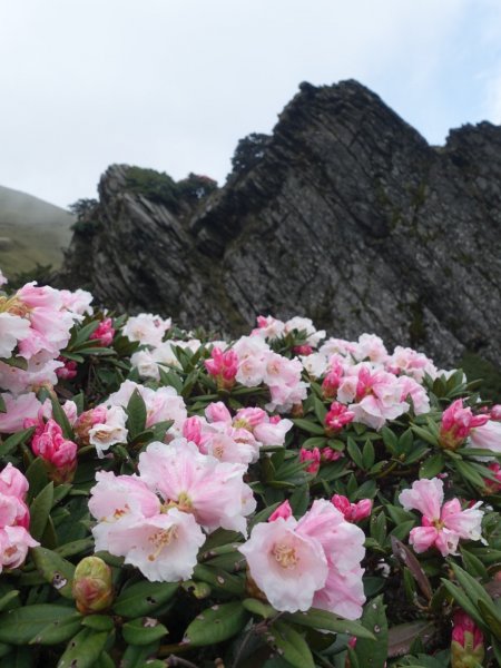 合歡山五座百岳賞杜鵑花587099
