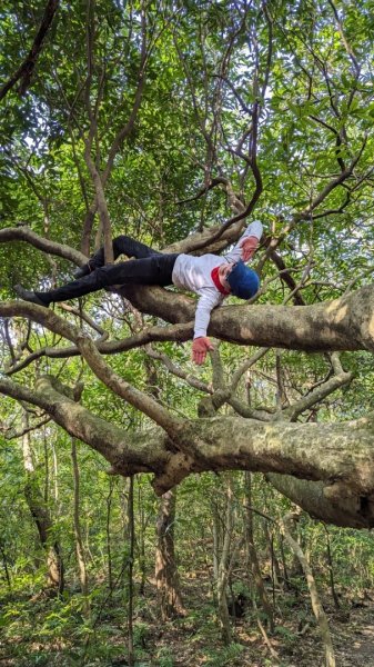 東勢大崙、東勢坑山、觀音湖山O走2986339