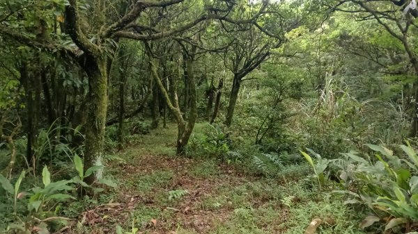 雙溪區豎旗山北稜線-豎旗山-豎旗山南峰-烏山尖-鄒家古厝-保成坑口站O型3071248