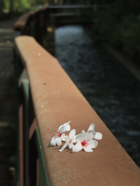 水流東桐花步道1900287