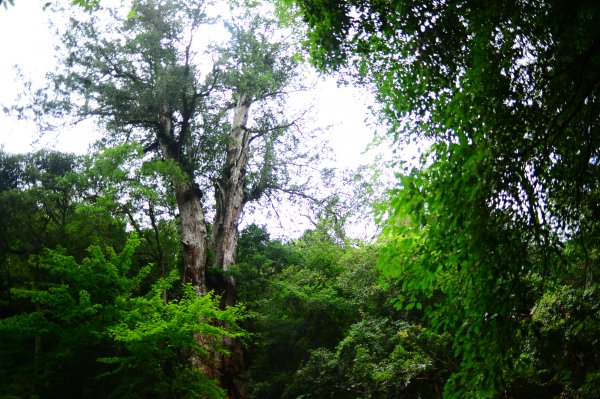 蔥鬱的巨木山林~~享受芬多精1093971