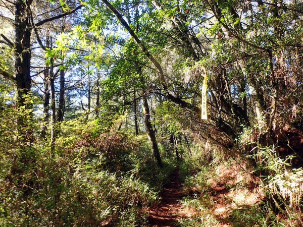 合歡越嶺古道登卯木山1174936