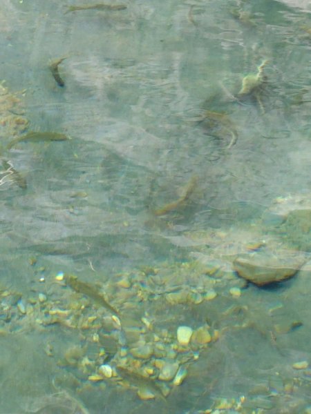 朝聖橋-射鹿部落-高燕部落-旗鹽山-排雲瀑布-沙拉灣瀑布2771047