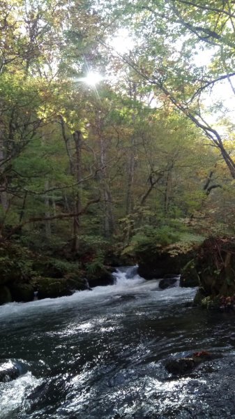 奧入瀨溪健行444370