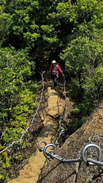 孝子山、普陀山、慈母峰賞鹿子野百合O走2592967