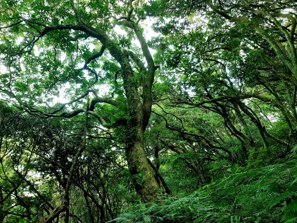 端午登高順陽好節氣 炎炎夏日。登高看雲去1008910