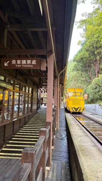 鐵杉林3109913