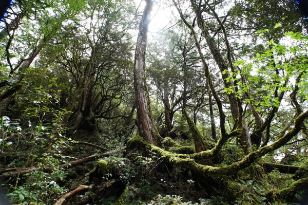 桃園 復興 復興尖山2867159