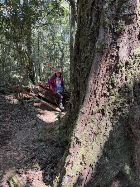 屋東縱走 202503012728992