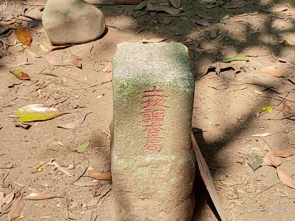 [新竹芎林]飛鳳山~芎蕉窩山...大板根1348051