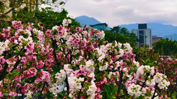 #綠繡眼 訪花 #吉野櫻 #天元宮 #楓樹湖 03162750781