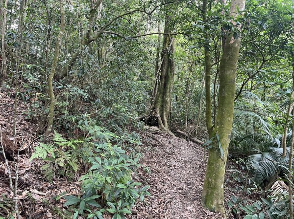 [屏步青雲 尋寶任務-02/10] 2024_0916 尾寮山登山步道2597394