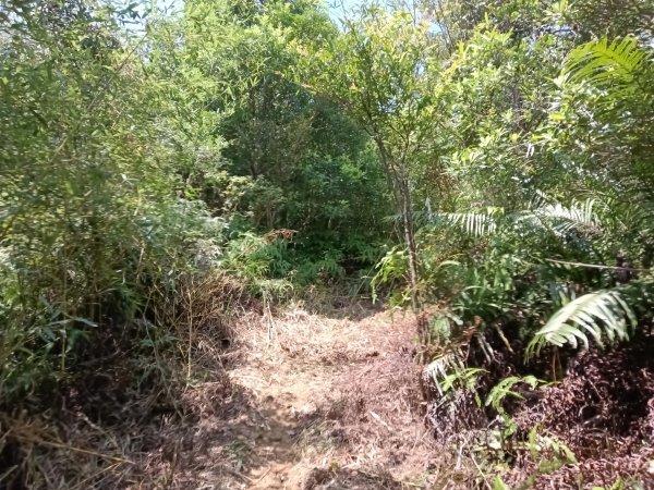 內湖區大丘田保甲路+開眼山+白石湖山+白石湖山東峰+大邱田山+消防山O型2858907