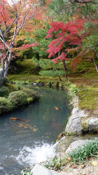 日本京都嵐山652033