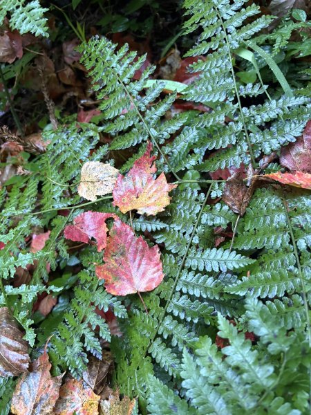 20251225塔山步道(大塔山)2970276