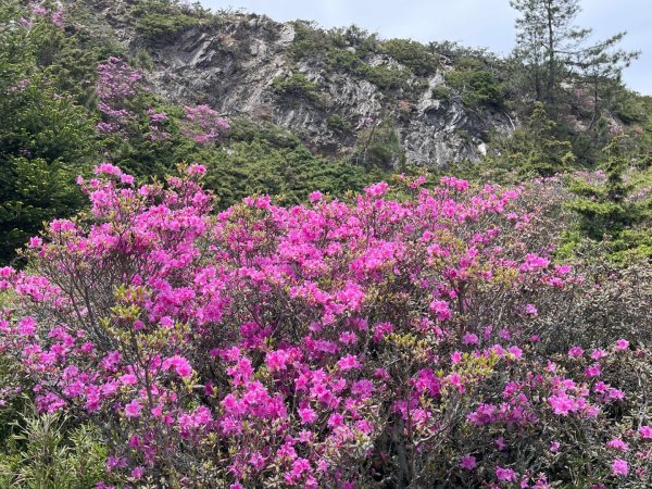 1150524合歡北峰杜鵑花3064384