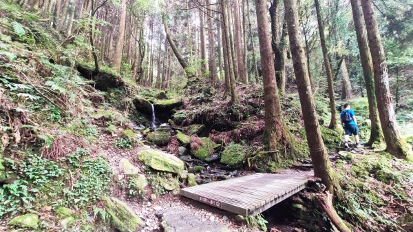 檜山巨木森林步道1779521