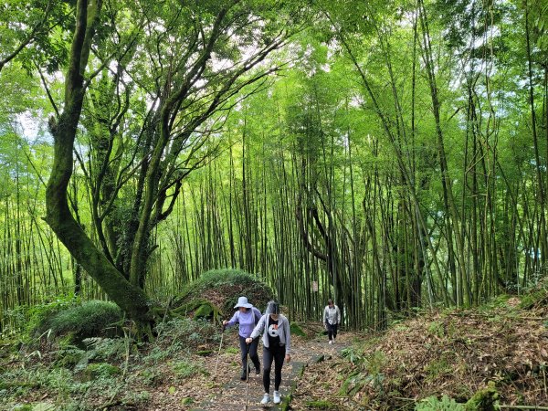 大凍山步道2235075