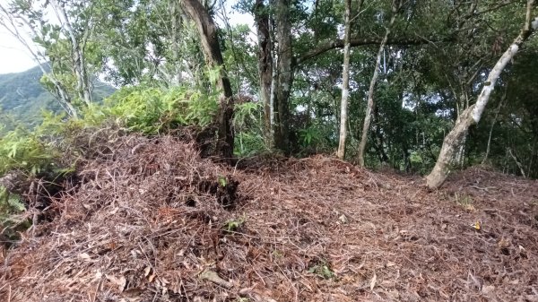 坪林區仁里坂橋-仁里坂山-金瓜寮土地公-仁里坂橋O型3132819