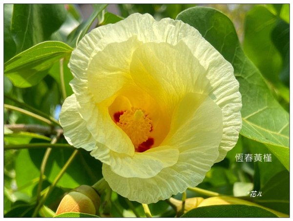 恒春黄槿の花開2906612