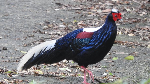 雲山水花鳥蝶-天龍國阿伯的日常6/22801938