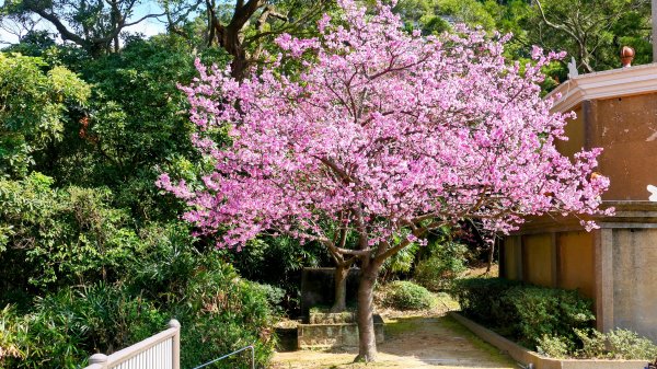 《蝶戀花・善光寺禪門櫻花》2709772