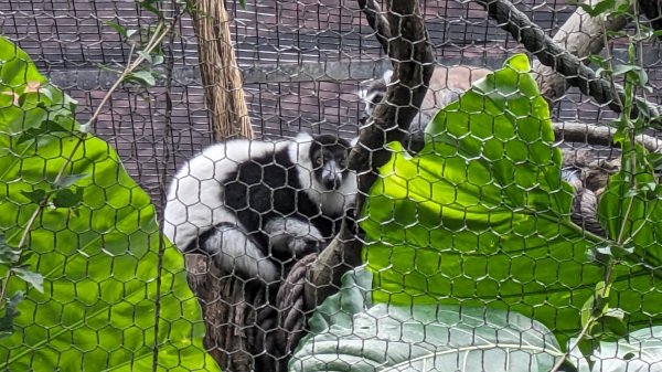 木柵動物園2322110