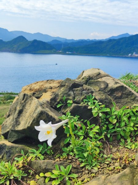 海科容軒步道-潮境復育公園-忘憂谷步道3058529