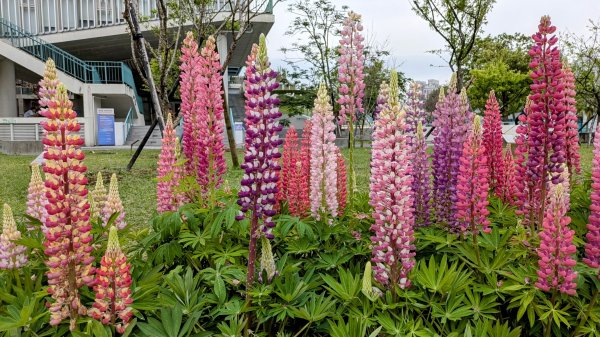 《西江月。魯冰花艷台大》2725789