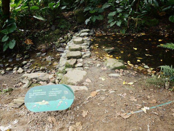 [淡蘭古道] 2026_0523 南路第一段_富陽自然生態步道3069295