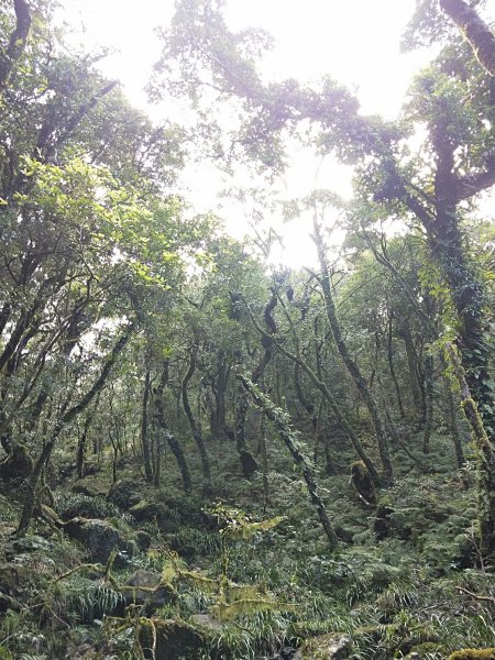 20201025 雲森瀑布，卡保山山毛櫸1145437