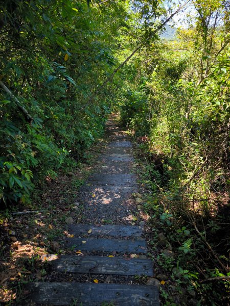 2024-08-22 澀水森林步道2578471