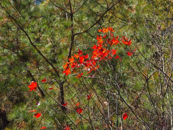 大雪山國家森林遊樂區賞楓／看神木／賞雪白山頭／賞大景2974247
