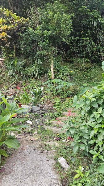 20251003高麗坑山-新高麗坑山-高麗坑山西北峰2903117