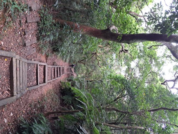 小百岳集起來大崙頭尾山親山步道3127368