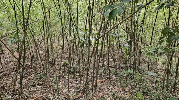 20251128玉瀧谷(竹子湖南)-東昇路碉堡-後山-湖田後山梯田(騎車爬山)2948386