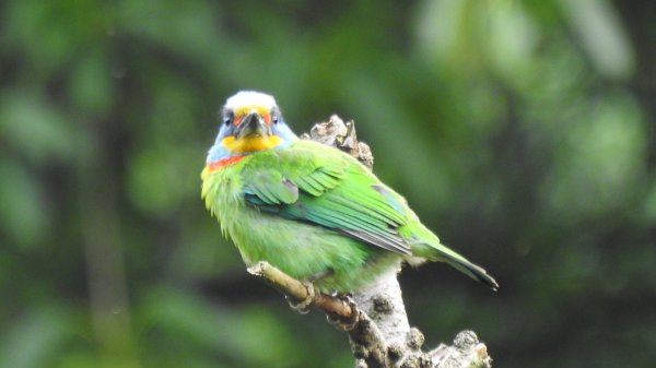 陽明山趴趴走 #琉璃光雲海 ，首拍 #綠鳩 4/272770735