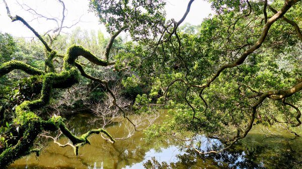 《蝶戀花。五色春深》2731663