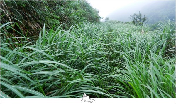 貂山古道&燦光寮古道小O (淡蘭古道北路585791