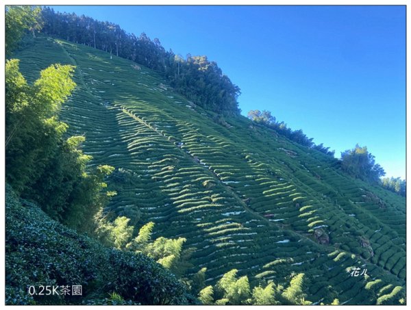 嶺頭山、金柑樹山、忘憂森林 O型一圈2944641