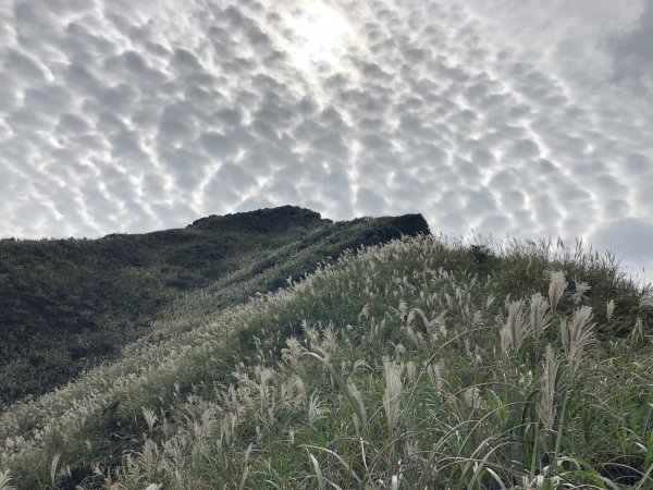 瑞芳-小錐麓/劍龍稜/鋸齒稜/無耳茶壺山466914