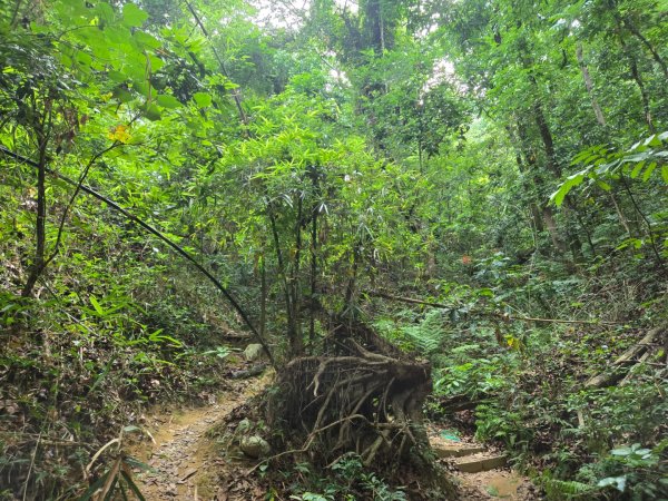 新化林場後山步道2776949