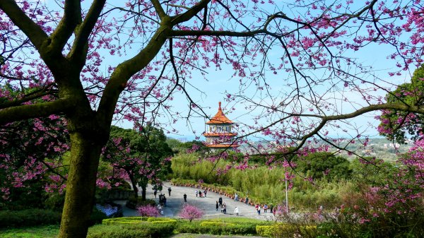 《蝶戀花·天元宮櫻吹雪》2707105